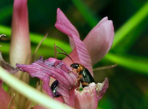 Luperus pyrenaeus